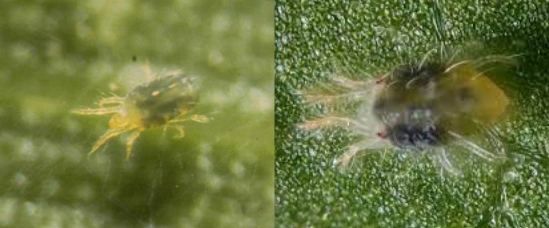 what-are-the-natural-predators-of-dust-mites