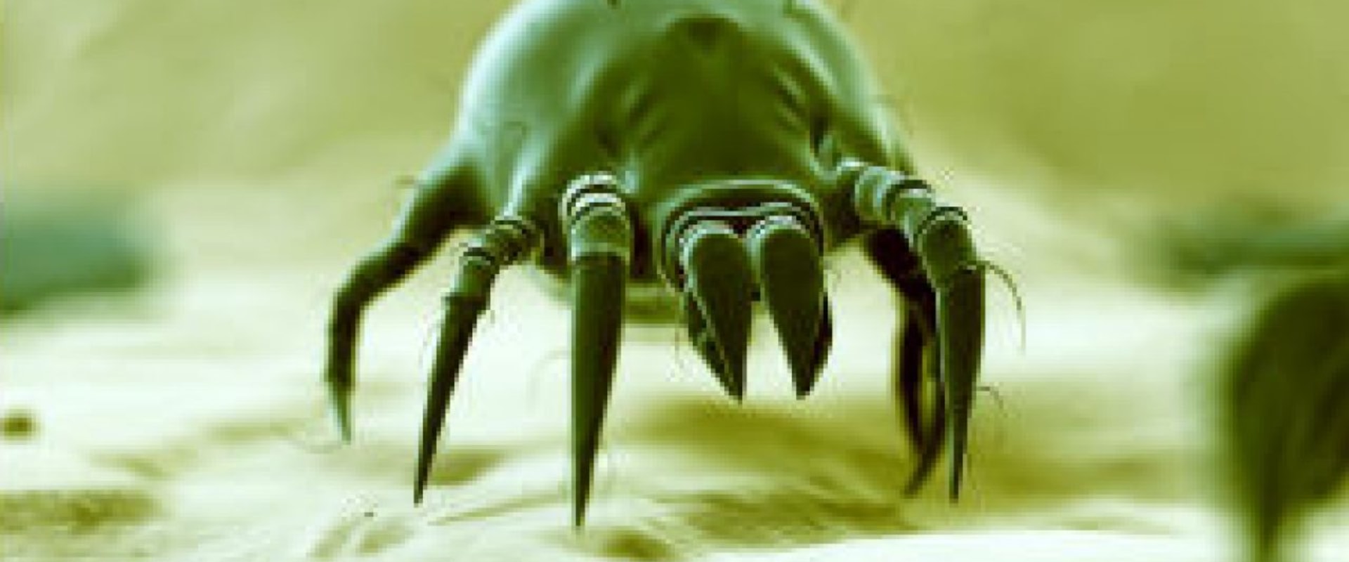 can-you-see-dust-mites-with-the-human-eye-a-comprehensive-guide