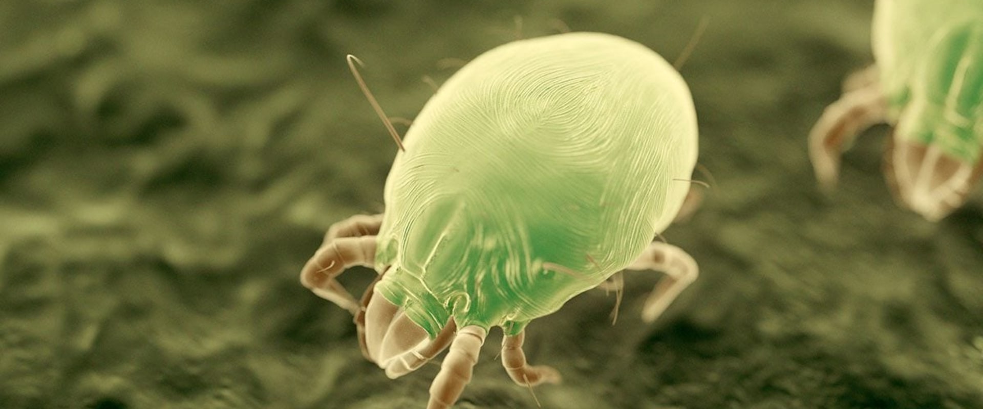 Do Certain Fabrics Attract More Dust Mites Than Others?